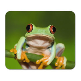 Коврик прямоугольный с принтом Лягушка в Кировске, натуральный каучук | размер 230 х 185 мм; запечатка лицевой стороны | frog | жаба | животные | зеленый | ква | лягуха | лягушка | лягушонок
