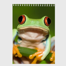 Скетчбук с принтом Лягушка в Кировске, 100% бумага
 | 48 листов, плотность листов — 100 г/м2, плотность картонной обложки — 250 г/м2. Листы скреплены сверху удобной пружинной спиралью | Тематика изображения на принте: frog | жаба | животные | зеленый | ква | лягуха | лягушка | лягушонок