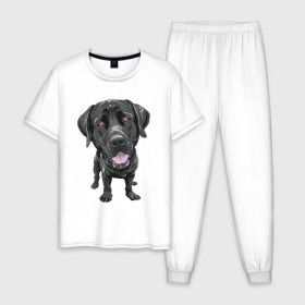 Мужская пижама хлопок с принтом Черный лабрадор в Кировске, 100% хлопок | брюки и футболка прямого кроя, без карманов, на брюках мягкая резинка на поясе и по низу штанин
 | домашние животные | лабрадоры | пес | песик | ретриверы | собака | собачка
