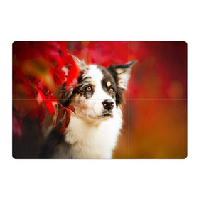 Магнитный плакат 3Х2 с принтом Бордер колли в красных листьях в Кировске, Полимерный материал с магнитным слоем | 6 деталей размером 9*9 см | border collie | dog | бордер колли | красный | листья | осень | собака