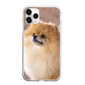 Чехол для iPhone 11 Pro Max матовый с принтом Шпитс в Кировске, Силикон |  | милый | мягкий | пушистый | собака | шерсть | щенок