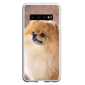 Чехол для Samsung Galaxy S10 с принтом Шпитс в Кировске, Силикон | Область печати: задняя сторона чехла, без боковых панелей | милый | мягкий | пушистый | собака | шерсть | щенок