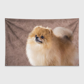 Флаг-баннер с принтом Шпитс в Кировске, 100% полиэстер | размер 67 х 109 см, плотность ткани — 95 г/м2; по краям флага есть четыре люверса для крепления | Тематика изображения на принте: милый | мягкий | пушистый | собака | шерсть | щенок
