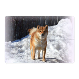Магнитный плакат 3Х2 с принтом Акита-ину в Кировске, Полимерный материал с магнитным слоем | 6 деталей размером 9*9 см | Тематика изображения на принте: акита | животное | животные | ину | овчарка | пес | песик | псы | сиба | собака | собаки | шиба