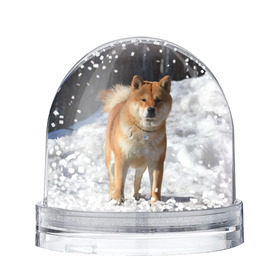 Снежный шар с принтом Акита-ину в Кировске, Пластик | Изображение внутри шара печатается на глянцевой фотобумаге с двух сторон | акита | животное | животные | ину | овчарка | пес | песик | псы | сиба | собака | собаки | шиба