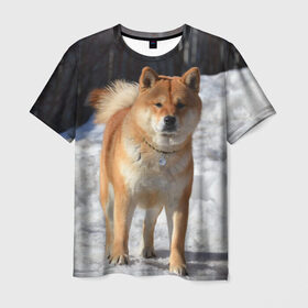 Мужская футболка 3D с принтом Акита-ину в Кировске, 100% полиэфир | прямой крой, круглый вырез горловины, длина до линии бедер | акита | животное | животные | ину | овчарка | пес | песик | псы | сиба | собака | собаки | шиба