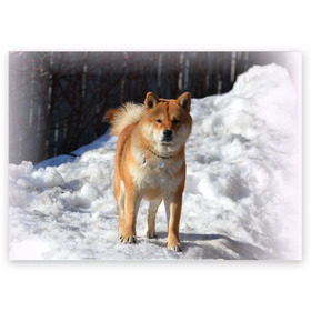 Поздравительная открытка с принтом Акита-ину в Кировске, 100% бумага | плотность бумаги 280 г/м2, матовая, на обратной стороне линовка и место для марки
 | акита | животное | животные | ину | овчарка | пес | песик | псы | сиба | собака | собаки | шиба