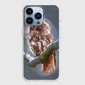 Чехол для iPhone 13 Pro с принтом Сова в Кировске,  |  | owl | ветка | ночной хищник | птица | птичка | серый | сова | хищная птица | хищник