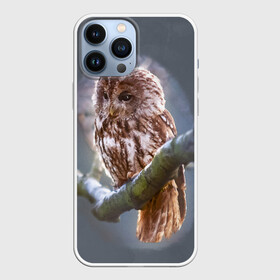 Чехол для iPhone 13 Pro Max с принтом Сова в Кировске,  |  | owl | ветка | ночной хищник | птица | птичка | серый | сова | хищная птица | хищник