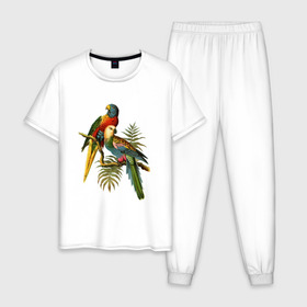 Мужская пижама хлопок с принтом Попугаи в Кировске, 100% хлопок | брюки и футболка прямого кроя, без карманов, на брюках мягкая резинка на поясе и по низу штанин
 | Тематика изображения на принте: ветки | винтаж | листья | пальмы | перья | попугаи | птицы