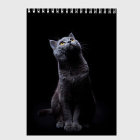 Скетчбук с принтом Милый котик в Кировске, 100% бумага
 | 48 листов, плотность листов — 100 г/м2, плотность картонной обложки — 250 г/м2. Листы скреплены сверху удобной пружинной спиралью | кот | котенок | кошка | милый | пушистый | черный