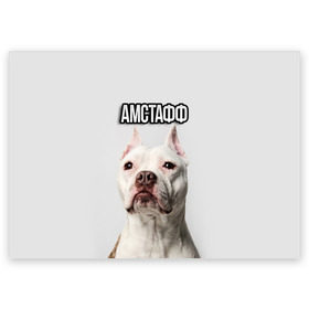 Поздравительная открытка с принтом Стаффордшир в Кировске, 100% бумага | плотность бумаги 280 г/м2, матовая, на обратной стороне линовка и место для марки
 | Тематика изображения на принте: пес | питбуль | собака | стафф | стаффордширский терьер
