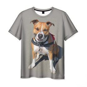 Мужская футболка 3D с принтом Стаффордшир в Кировске, 100% полиэфир | прямой крой, круглый вырез горловины, длина до линии бедер | животные | пес | питбуль | природа | собака | стафф | стаффордшир | стаффордширский терьер