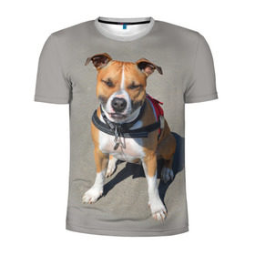 Мужская футболка 3D спортивная с принтом Стаффордшир в Кировске, 100% полиэстер с улучшенными характеристиками | приталенный силуэт, круглая горловина, широкие плечи, сужается к линии бедра | животные | пес | питбуль | природа | собака | стафф | стаффордшир | стаффордширский терьер
