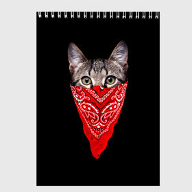 Скетчбук с принтом Gangsta Cat в Кировске, 100% бумага
 | 48 листов, плотность листов — 100 г/м2, плотность картонной обложки — 250 г/м2. Листы скреплены сверху удобной пружинной спиралью | cat | cats | gangsta | kitten | kitty | pussy | гангстер | кот | котенок | котик | котики | коты | котята | кошка | кошки | платок