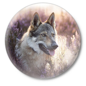 Значок с принтом Волк в Кировске,  металл | круглая форма, металлическая застежка в виде булавки | dog | взгляд | волк | лайка | собака | хаски