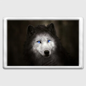 Магнит 45*70 с принтом Голубоглазый волк в Кировске, Пластик | Размер: 78*52 мм; Размер печати: 70*45 | волк | глаза | охотник | серый | хищник