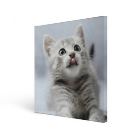 Холст квадратный с принтом Котенок в Кировске, 100% ПВХ |  | голова | животные | кот | котенок | котик | кошка | мордочка | природа | язык