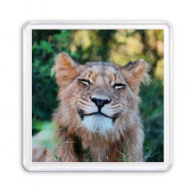 Магнит 55*55 с принтом Улыбка львицы в Кировске, Пластик | Размер: 65*65 мм; Размер печати: 55*55 мм | голова | животные | кот | кошка | лев | лицо | львица | прикол | прикольные | природа | смешные | тигр | тигрица | улыбается | улыбка | юмор