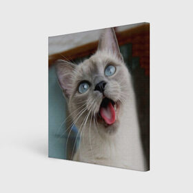 Холст квадратный с принтом Сиамский котенок в Кировске, 100% ПВХ |  | животные | кот | котенок | котик | кошечка | кошка | милый | мордочка | показывает язык | прикол | серый | сиамская | сиамская кошка | сиамский котенок | юмор | язык