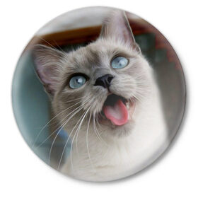 Значок с принтом Сиамский котенок в Кировске,  металл | круглая форма, металлическая застежка в виде булавки | животные | кот | котенок | котик | кошечка | кошка | милый | мордочка | показывает язык | прикол | серый | сиамская | сиамская кошка | сиамский котенок | юмор | язык