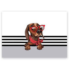 Поздравительная открытка с принтом Такса в очках в Кировске, 100% бумага | плотность бумаги 280 г/м2, матовая, на обратной стороне линовка и место для марки
 | animal | black | breed | dachshund | dog | domestic | drawing | gra | polka | red | shawl | stripes | white | белый | горошек | графика | домашняя | животное | красный | надпись | очки | платок | полосы | порода | рисунок | собака | такса | текс