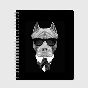 Тетрадь с принтом Питбуль в Кировске, 100% бумага | 48 листов, плотность листов — 60 г/м2, плотность картонной обложки — 250 г/м2. Листы скреплены сбоку удобной пружинной спиралью. Уголки страниц и обложки скругленные. Цвет линий — светло-серый
 | Тематика изображения на принте: animals | black | black and white | cool | dog | fight | gentleman | head | illustration | pitbull | swag | white | авторитет | белая | бойцовый | галстук бабочка | голова | джентльмен | животные | иллюстрация | костюм | крутой | очки | 
