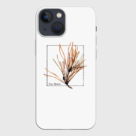 Чехол для iPhone 13 mini с принтом Pinus Sylvestris в Кировске,  |  | абстракция | авторская работа | ботаническая иллюстрация | деревья | иллюстрации | минимализм | сосна | цветы