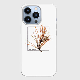 Чехол для iPhone 13 Pro с принтом Pinus Sylvestris в Кировске,  |  | абстракция | авторская работа | ботаническая иллюстрация | деревья | иллюстрации | минимализм | сосна | цветы