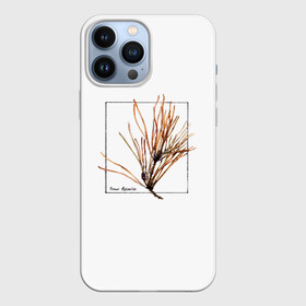 Чехол для iPhone 13 Pro Max с принтом Pinus Sylvestris в Кировске,  |  | абстракция | авторская работа | ботаническая иллюстрация | деревья | иллюстрации | минимализм | сосна | цветы