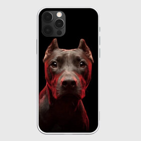 Чехол для iPhone 12 Pro Max с принтом Стафф в Кировске, Силикон |  | Тематика изображения на принте: амстафф | голова | животные | мордочка | природа | собака | стафф | стаффордширский терьер