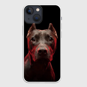 Чехол для iPhone 13 mini с принтом Стафф в Кировске,  |  | Тематика изображения на принте: амстафф | голова | животные | мордочка | природа | собака | стафф | стаффордширский терьер