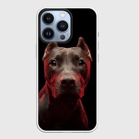 Чехол для iPhone 13 Pro с принтом Стафф в Кировске,  |  | Тематика изображения на принте: амстафф | голова | животные | мордочка | природа | собака | стафф | стаффордширский терьер