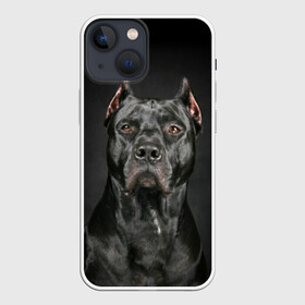 Чехол для iPhone 13 mini с принтом Питбуль в Кировске,  |  | animal | black | breed | bull | combat | dog | ears | eyes | image | muzzle | nose | pit bull | portrait | боевой | бугай | глаза | животное | изображение | нос | пес | питбуль | порода | портрет | псина | собака | уши | черный