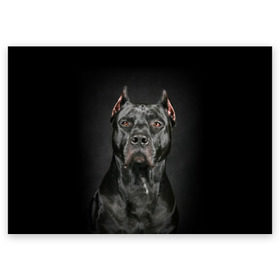 Поздравительная открытка с принтом Питбуль в Кировске, 100% бумага | плотность бумаги 280 г/м2, матовая, на обратной стороне линовка и место для марки
 | animal | black | breed | bull | combat | dog | ears | eyes | image | muzzle | nose | pit bull | portrait | боевой | бугай | глаза | животное | изображение | нос | пес | питбуль | порода | портрет | псина | собака | уши | черный