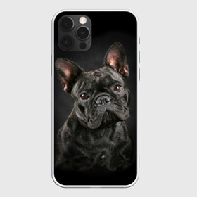 Чехол для iPhone 12 Pro Max с принтом Французский бульдог в Кировске, Силикон |  | Тематика изображения на принте: animal | background | beast | black | breed | bulldog | cool | cute | dog | ears | french | jaw | look | muzzle | portrait | wool | бульдог | взгляд | животное | зверь | милый | пёс | порода | портрет | прикольно | псина | собака | уши | фон | фра