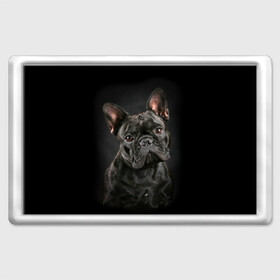 Магнит 45*70 с принтом Французский бульдог в Кировске, Пластик | Размер: 78*52 мм; Размер печати: 70*45 | animal | background | beast | black | breed | bulldog | cool | cute | dog | ears | french | jaw | look | muzzle | portrait | wool | бульдог | взгляд | животное | зверь | милый | пёс | порода | портрет | прикольно | псина | собака | уши | фон | фра