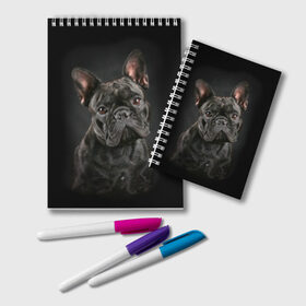 Блокнот с принтом Французский бульдог в Кировске, 100% бумага | 48 листов, плотность листов — 60 г/м2, плотность картонной обложки — 250 г/м2. Листы скреплены удобной пружинной спиралью. Цвет линий — светло-серый
 | Тематика изображения на принте: animal | background | beast | black | breed | bulldog | cool | cute | dog | ears | french | jaw | look | muzzle | portrait | wool | бульдог | взгляд | животное | зверь | милый | пёс | порода | портрет | прикольно | псина | собака | уши | фон | фра