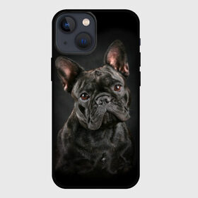 Чехол для iPhone 13 mini с принтом Французский бульдог в Кировске,  |  | Тематика изображения на принте: animal | background | beast | black | breed | bulldog | cool | cute | dog | ears | french | jaw | look | muzzle | portrait | wool | бульдог | взгляд | животное | зверь | милый | пёс | порода | портрет | прикольно | псина | собака | уши | фон | фра