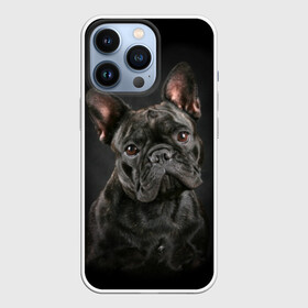 Чехол для iPhone 13 Pro с принтом Французский бульдог в Кировске,  |  | animal | background | beast | black | breed | bulldog | cool | cute | dog | ears | french | jaw | look | muzzle | portrait | wool | бульдог | взгляд | животное | зверь | милый | пёс | порода | портрет | прикольно | псина | собака | уши | фон | фра