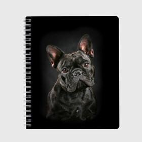 Тетрадь с принтом Французский бульдог в Кировске, 100% бумага | 48 листов, плотность листов — 60 г/м2, плотность картонной обложки — 250 г/м2. Листы скреплены сбоку удобной пружинной спиралью. Уголки страниц и обложки скругленные. Цвет линий — светло-серый
 | Тематика изображения на принте: animal | background | beast | black | breed | bulldog | cool | cute | dog | ears | french | jaw | look | muzzle | portrait | wool | бульдог | взгляд | животное | зверь | милый | пёс | порода | портрет | прикольно | псина | собака | уши | фон | фра