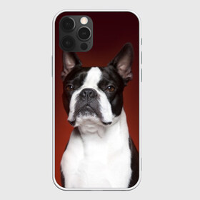 Чехол для iPhone 12 Pro Max с принтом Французский бульдог в Кировске, Силикон |  | Тематика изображения на принте: animal | background | beast | black | breed | bulldog | color | cool | cute | dog | e | jaw | look | muzzle | portrait | red | white | белый | бульдог | взгляд | животное | зверь | красный | милый | пёс | порода | портрет | прикольно | псина | соб