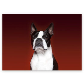 Поздравительная открытка с принтом Французский бульдог в Кировске, 100% бумага | плотность бумаги 280 г/м2, матовая, на обратной стороне линовка и место для марки
 | animal | background | beast | black | breed | bulldog | color | cool | cute | dog | e | jaw | look | muzzle | portrait | red | white | белый | бульдог | взгляд | животное | зверь | красный | милый | пёс | порода | портрет | прикольно | псина | соб