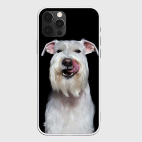 Чехол для iPhone 12 Pro Max с принтом Белый шнауцер в Кировске, Силикон |  | animal | background | beast | black | breed | cool | cute | dog | ears | fangs | jaw | look | muzzle | portrait | tongue | white | wool | белый | взгляд | животное | зверь | клыки | милый | пёс | порода | портрет | прикольно | псина | собака | уши