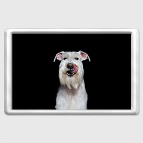 Магнит 45*70 с принтом Белый шнауцер в Кировске, Пластик | Размер: 78*52 мм; Размер печати: 70*45 | animal | background | beast | black | breed | cool | cute | dog | ears | fangs | jaw | look | muzzle | portrait | tongue | white | wool | белый | взгляд | животное | зверь | клыки | милый | пёс | порода | портрет | прикольно | псина | собака | уши
