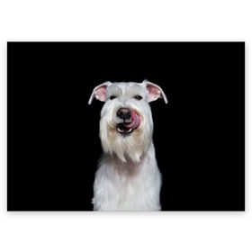 Поздравительная открытка с принтом Белый шнауцер в Кировске, 100% бумага | плотность бумаги 280 г/м2, матовая, на обратной стороне линовка и место для марки
 | animal | background | beast | black | breed | cool | cute | dog | ears | fangs | jaw | look | muzzle | portrait | tongue | white | wool | белый | взгляд | животное | зверь | клыки | милый | пёс | порода | портрет | прикольно | псина | собака | уши