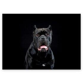Поздравительная открытка с принтом Черный кан - корсо в Кировске, 100% бумага | плотность бумаги 280 г/м2, матовая, на обратной стороне линовка и место для марки
 | animal | background | beast | black | breed | can   corso | cool | cute | dog | ears | fangs | jaw | look | muzzle | portrait | tongue | wool | взгляд | животное | зверь | кан   корсо | клыки | милый | пёс | порода | портрет | прикольно | псина | 