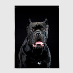 Постер с принтом Черный кан - корсо в Кировске, 100% бумага
 | бумага, плотность 150 мг. Матовая, но за счет высокого коэффициента гладкости имеет небольшой блеск и дает на свету блики, но в отличии от глянцевой бумаги не покрыта лаком | animal | background | beast | black | breed | can   corso | cool | cute | dog | ears | fangs | jaw | look | muzzle | portrait | tongue | wool | взгляд | животное | зверь | кан   корсо | клыки | милый | пёс | порода | портрет | прикольно | псина | 
