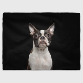 Плед 3D с принтом Бостонский терьер в Кировске, 100% полиэстер | закругленные углы, все края обработаны. Ткань не мнется и не растягивается | animal | background | beast | black | boston | breed | color | cool | cute | dog | ears | jaw | look | muzzle | pet | portrait | terrier | white | wool | белый | бостон | взгляд | животное | зверь | милый | пёс | питомец | порода | портрет | прико