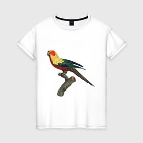 Женская футболка хлопок с принтом Попугай. Аратинга. в Кировске, 100% хлопок | прямой крой, круглый вырез горловины, длина до линии бедер, слегка спущенное плечо | аратинга | бразилия | зоозащита | попугаи | попугайчики | природа | птица | птицы | солнечный